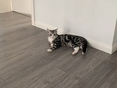 -喵zoo家庭繁育猫舍(尖东智能花园店)