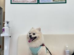 -爱妮康宠物医院·干细胞免疫细胞·肿瘤·心脏(张江店)