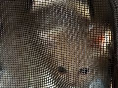 -车接车送·寄养洗护·德文猫舍(大宁店)