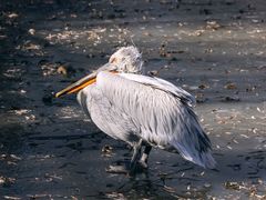 -济南野生动物世界