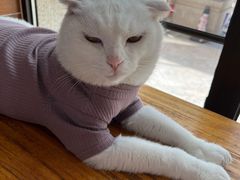 -美联众合宠物医院·爱萌分院·内外科·猫科中心