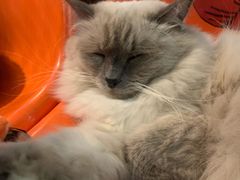 -猫咪博物馆(顶澳仔猫街店)