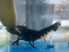 -海月湾海景餐厅( 嵊泗本地老字号店)