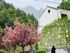 -王顺山国家森林公园
