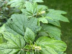 -双季花艺园艺市场(浦东店)