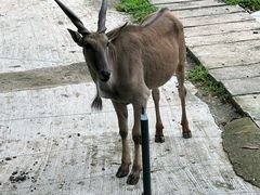 -深圳野生动物园