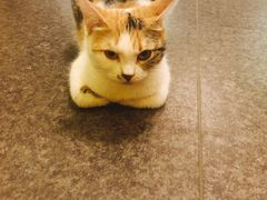 -猫色咖啡·猫咖