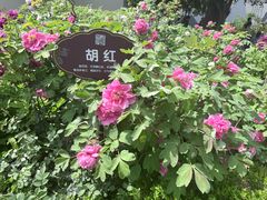 -洛阳市牡丹公园