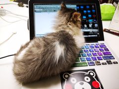 -纳吉亚猫专科动物医院博雅分院