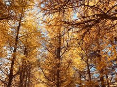 -塞罕坝国家级自然保护区