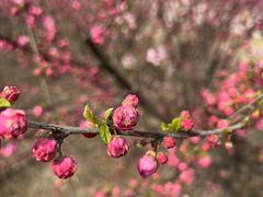 -天津东丽湖风景区