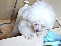 -佳雯宠物医院·皮肤科·内外科(春晓路分院)