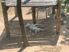 -西霞口神雕山野生动物世界