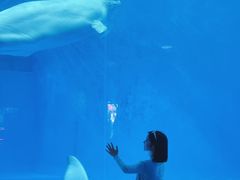 -海合安成都极地海洋公园