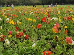 -上海共青森林公园