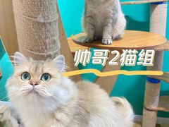-柚子猫舍·精品猫舍购猫·猫咪认养·购宠·宠物店
