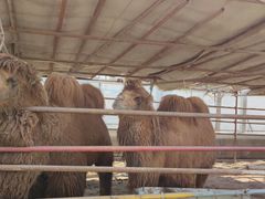 -南宫五洲植物乐园