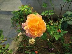 -蘇河湾·新鲁菜·泰山宴(泰山店)