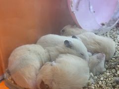 -名创优品(山东青岛华润万象城店)