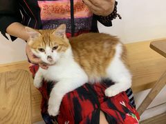 -李小姐の猫咖啡馆(五角场店)