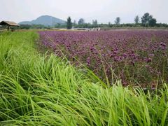 -北京东方普罗旺斯薰衣草庄园