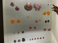 -青岛贝壳博物馆
