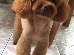 -八公叔叔宠物美容连锁(春申店)