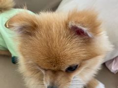 -怪兽屋·羊驼·猫咖·狗咖(俊华广场店)