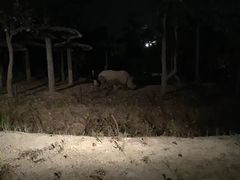 -清迈夜间动物园