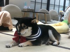 -逗柴咖啡屋·狗咖猫咖宠物桌游