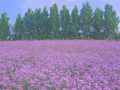 -紫颐香薰山谷景区