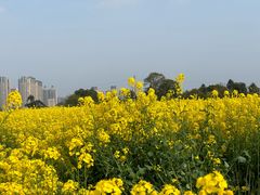 -三圣花乡旅游区