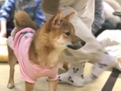 -逗柴咖啡屋·狗咖猫咖宠物桌游