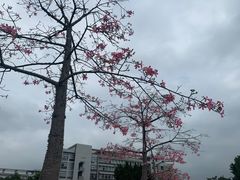 -华南师范大学(广州大学城校区)