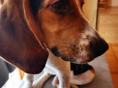 -喜柴咖啡·柴犬狗咖