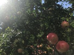 -北京希尔顿逸林酒店
