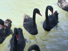 -新疆天山野生动物园