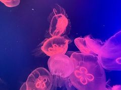 -成都浩海立方海洋公园