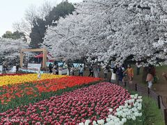 -苏州上方山国家森林公园