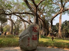 -瑞丽独树成林风景区