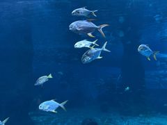 -北戴河圣蓝海洋公园