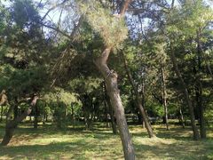-北陵公园