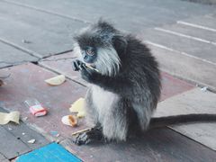 -洞里萨湖