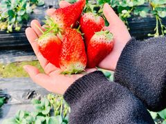 -尚田草莓姑娘白草莓采摘基地