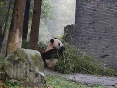 -都江堰中华大熊猫苑
