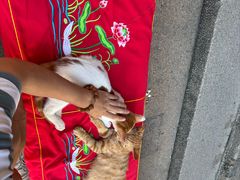 -龙华素斋(龙华路店)