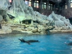 -帝企鹅自助餐厅•儿童岛•真企鹅(长隆企鹅酒店)