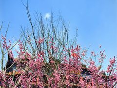 -皇罗禅寺