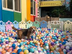 -汪说喵讲宠物乐园宠物酒店(红星美凯龙店)