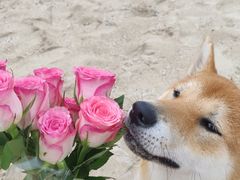 -西涌国际滨海旅游区